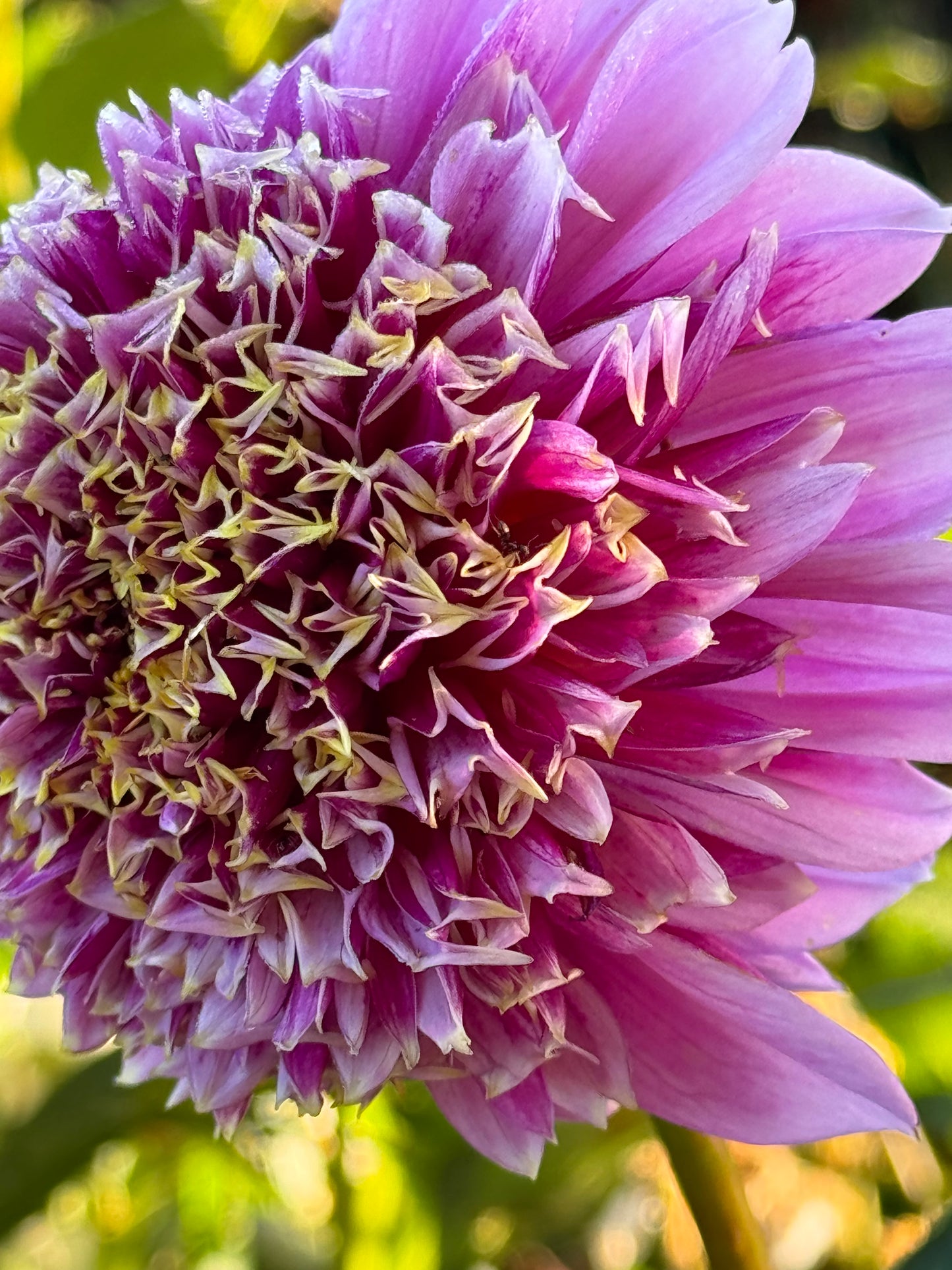 Fenna Baaij Dahlia
