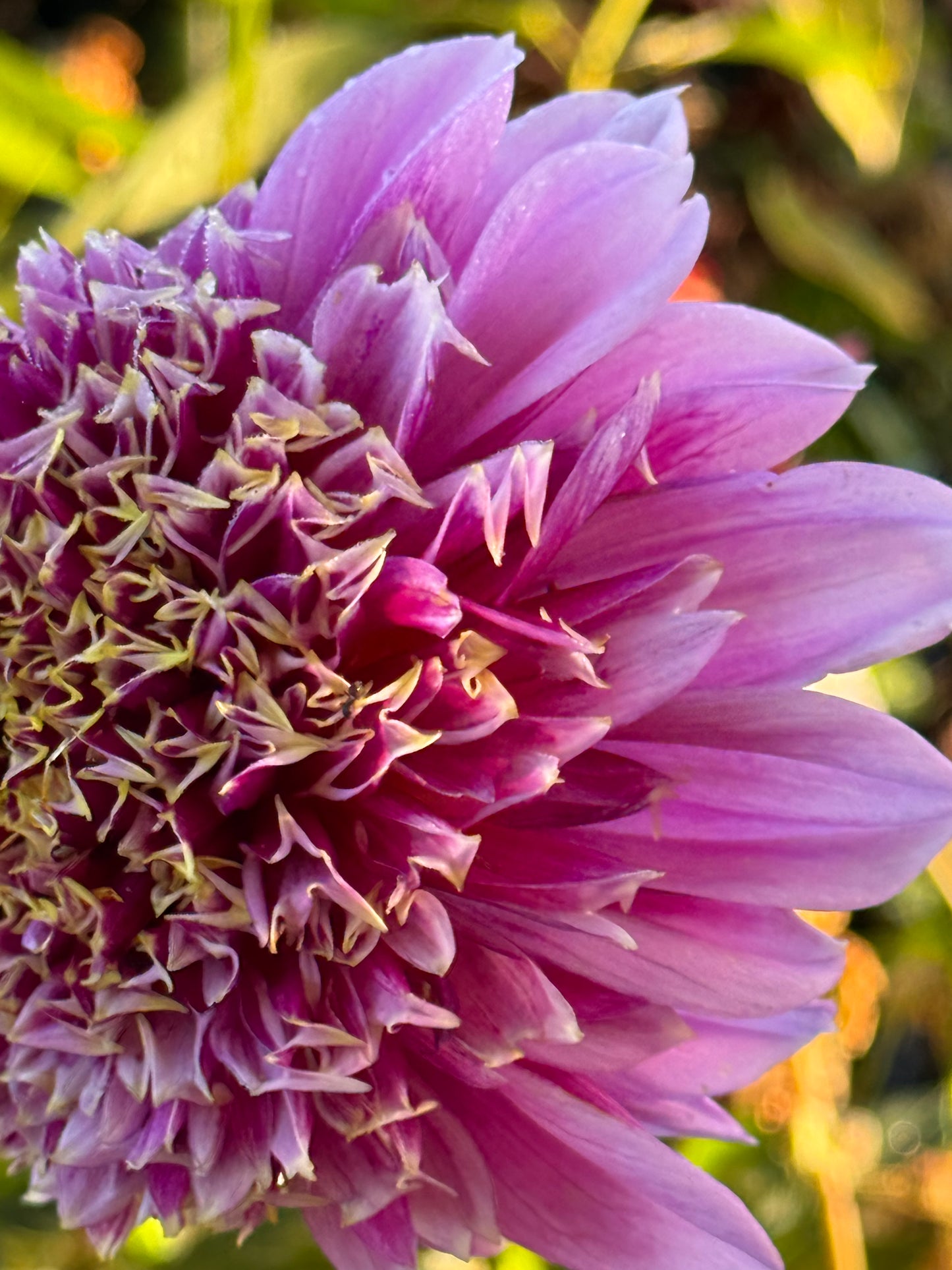 Fenna Baaij Dahlia