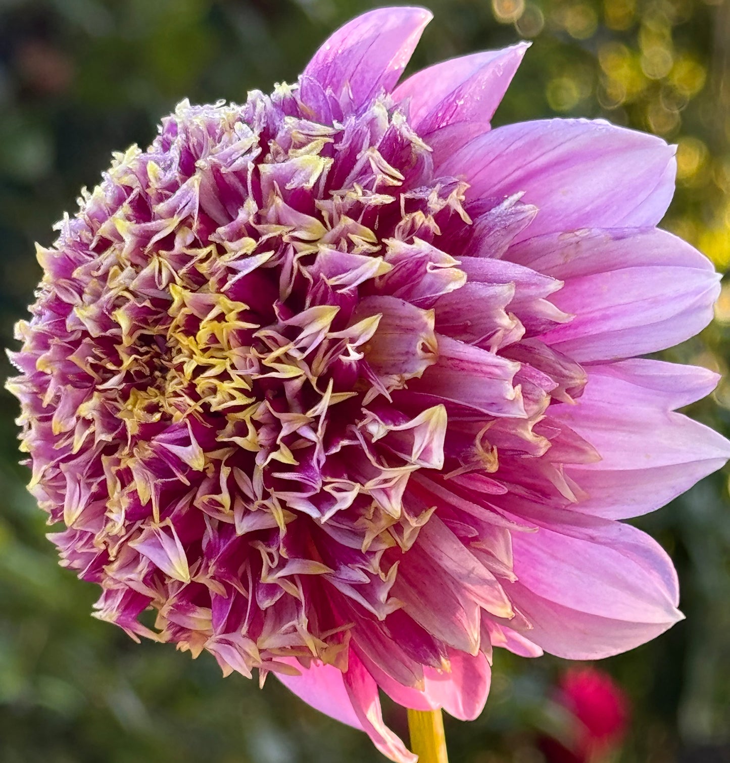 Fenna Baaij Dahlia