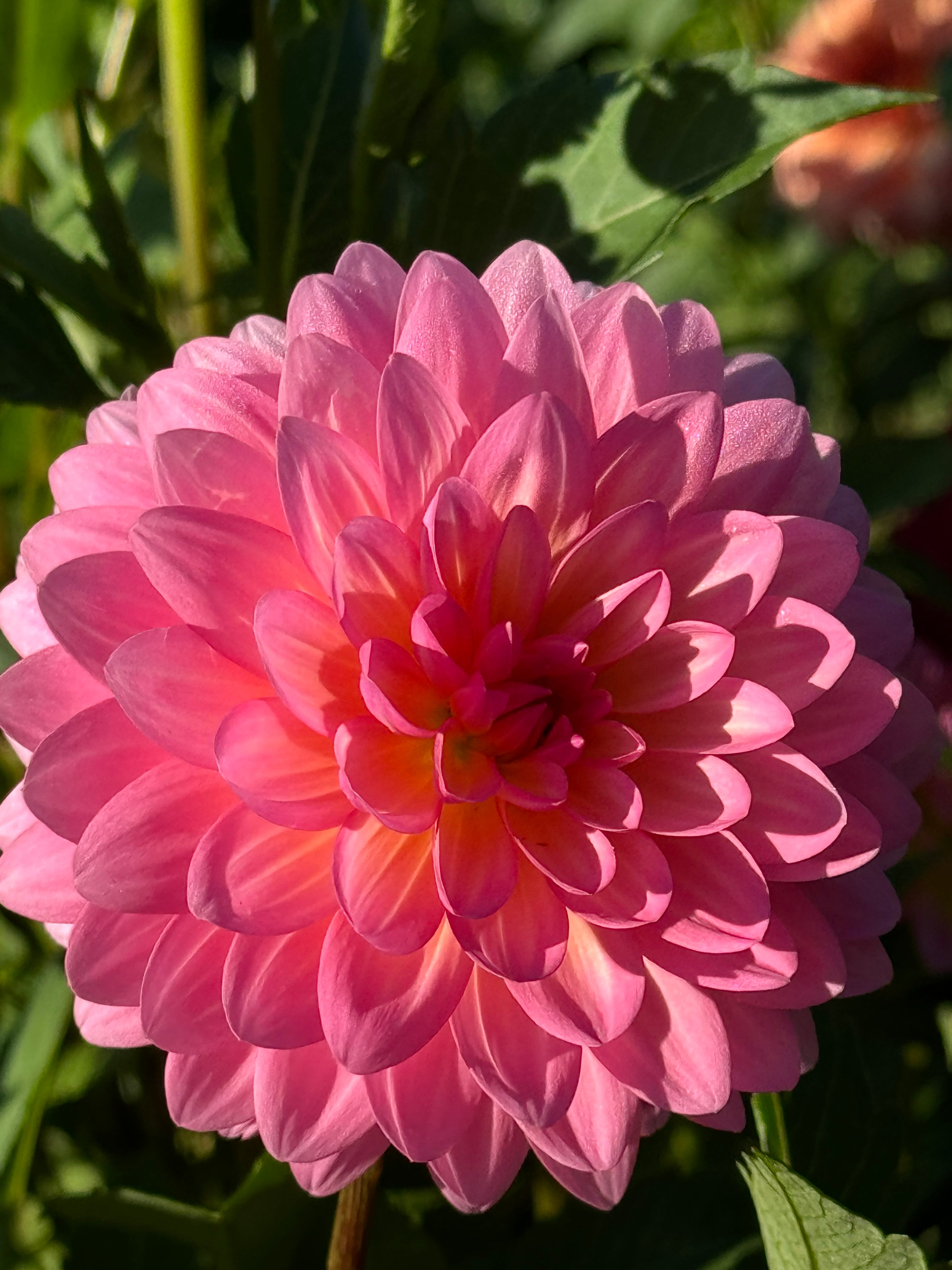 Natalie Dahlia – Draginas Flowers LLC