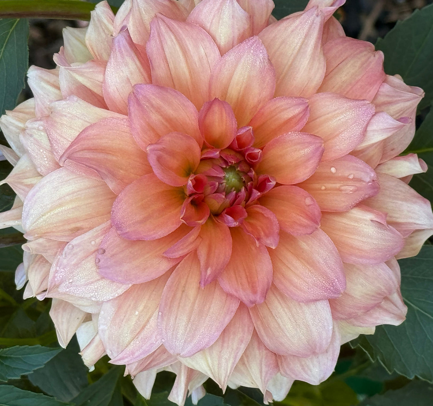 Normandy Bright Day Dahlia