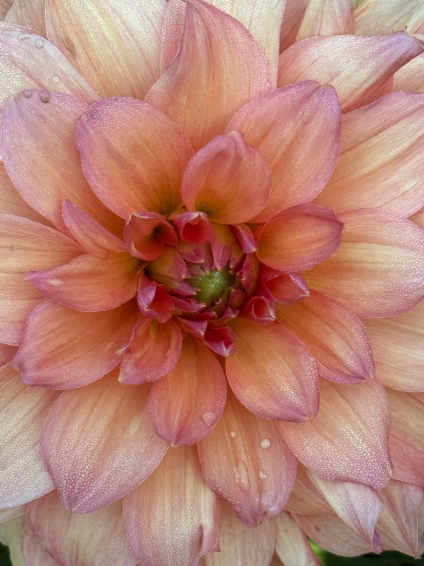 Normandy Bright Day Dahlia