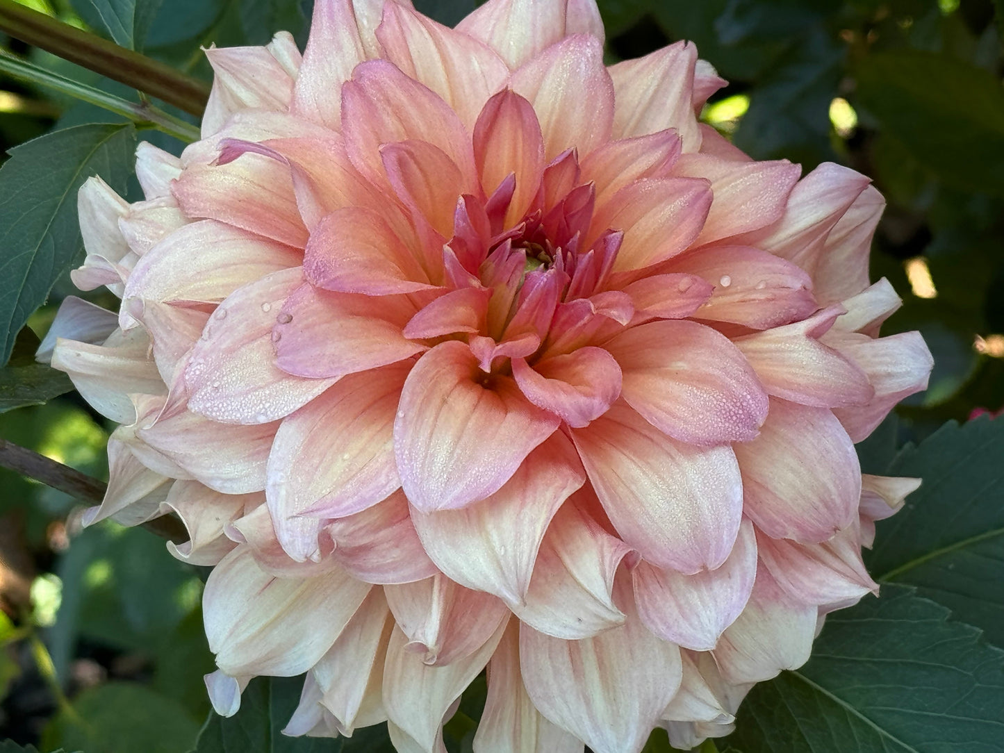 Normandy Bright Day Dahlia