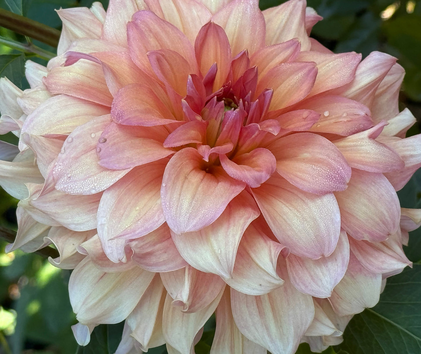 Normandy Bright Day Dahlia