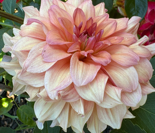 Normandy Bright Day Dahlia