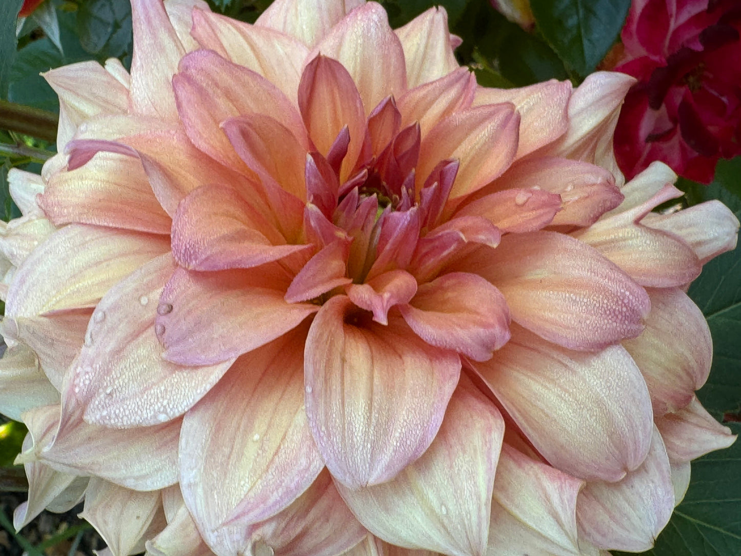 Normandy Bright Day Dahlia