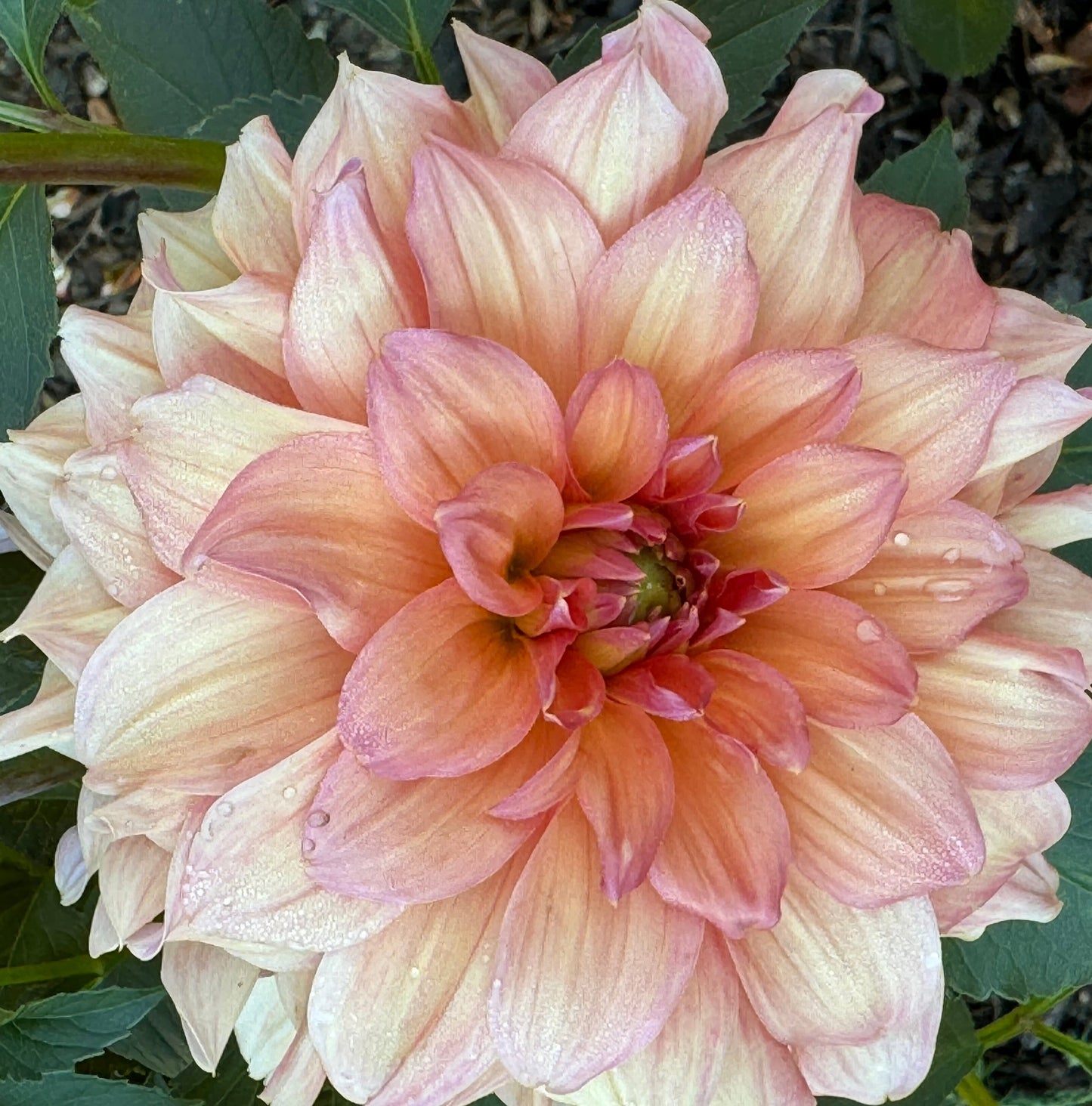 Normandy Bright Day Dahlia