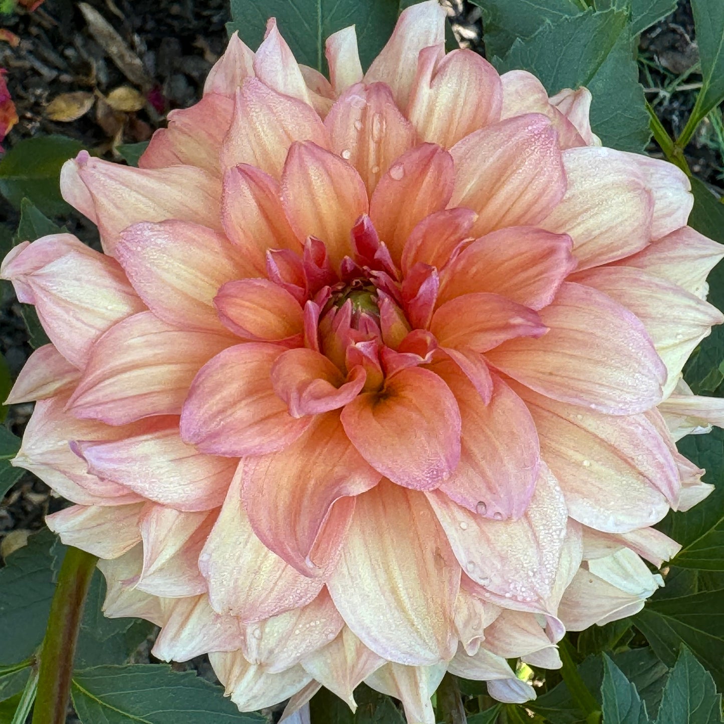 Normandy Bright Day Dahlia