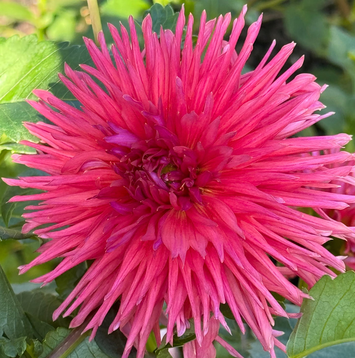 Holly Starburst Dahlia