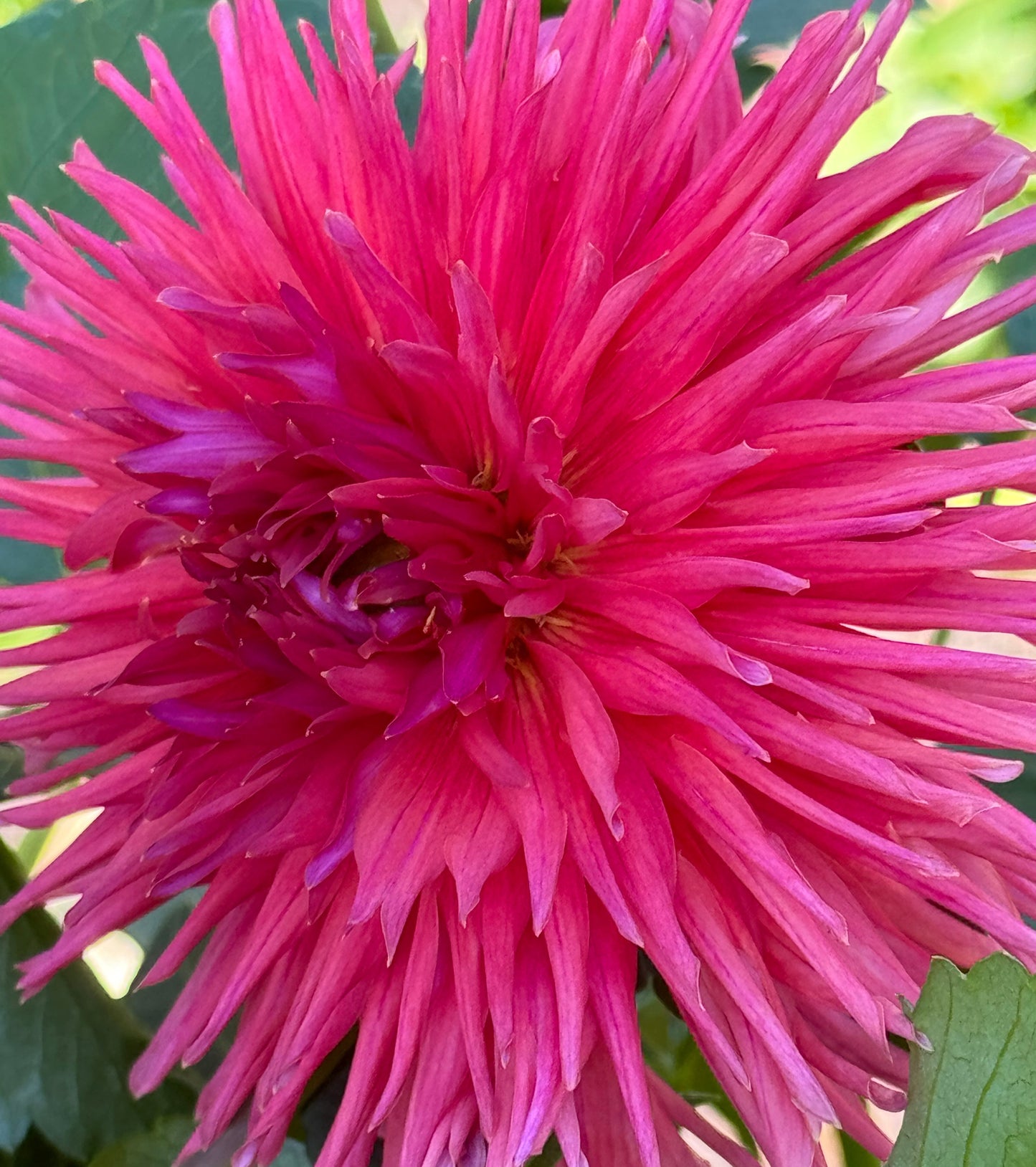 Holly Starburst Dahlia