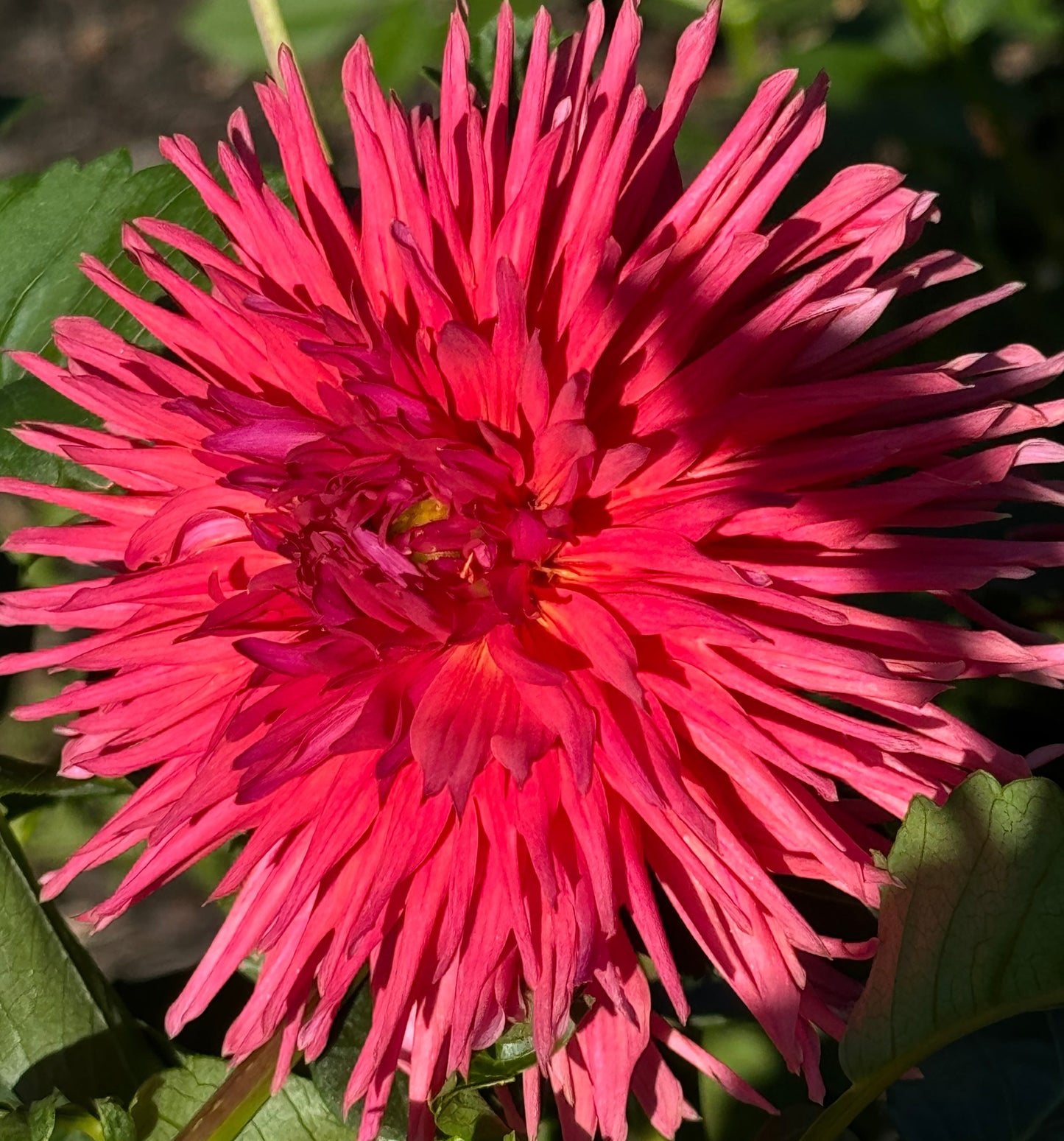 Holly Starburst Dahlia