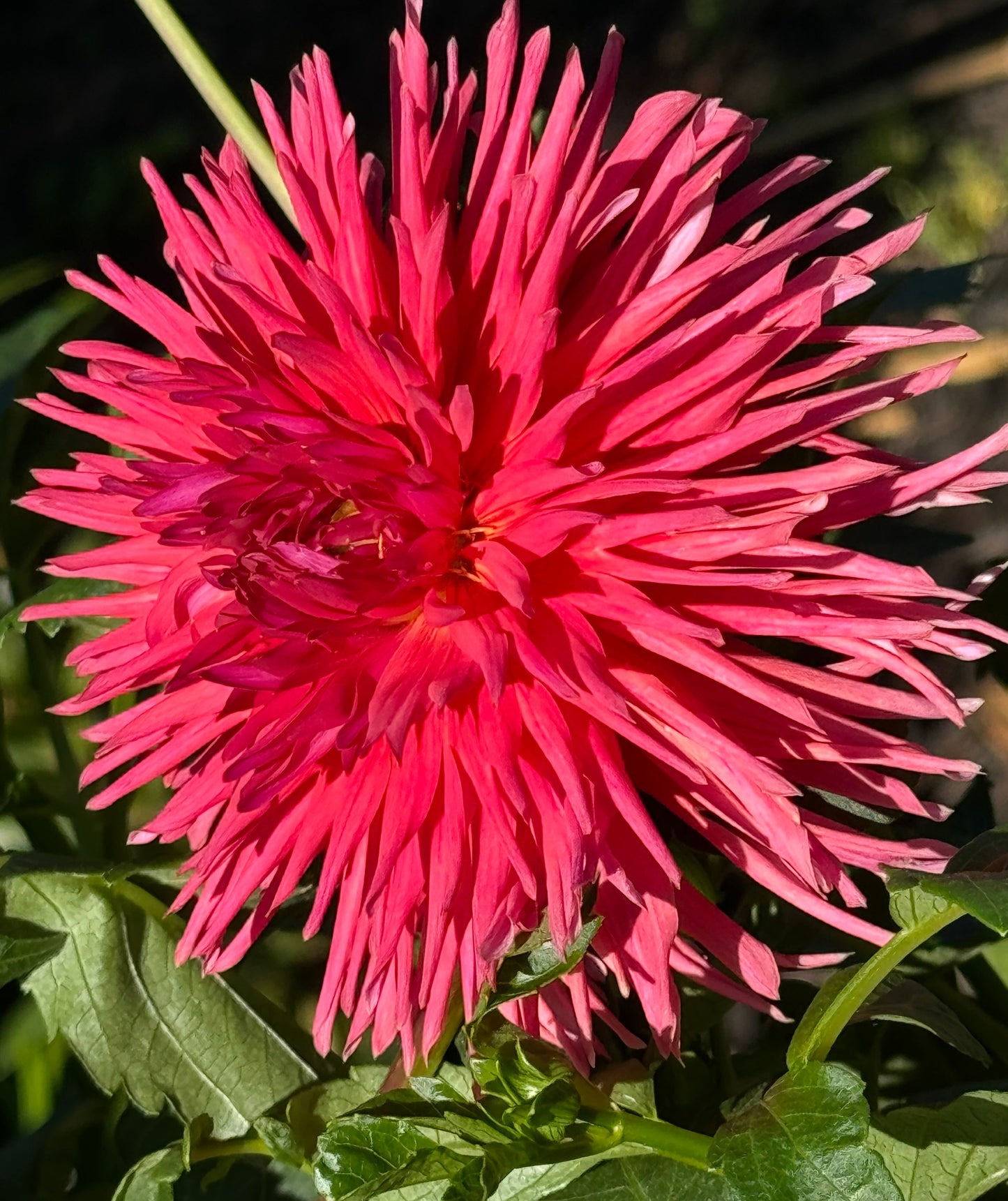 Holly Starburst Dahlia