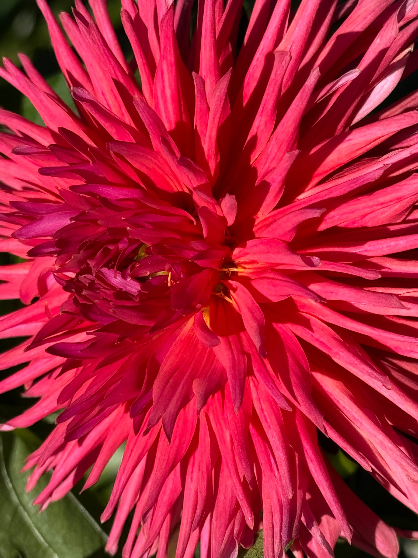 Holly Starburst Dahlia