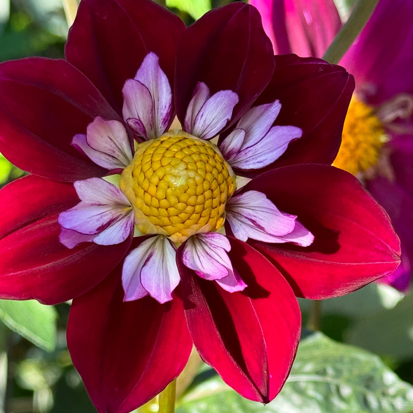 Eefje Dahlia