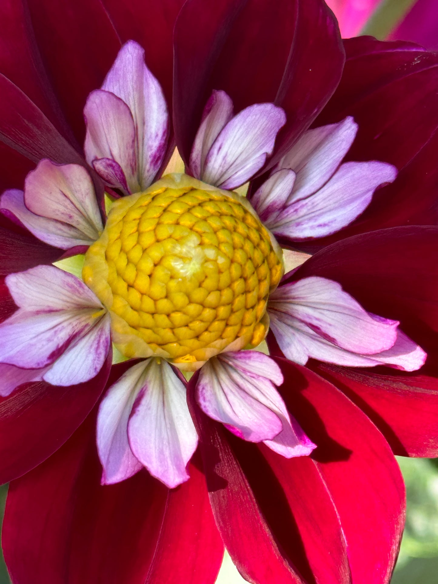 Eefje Dahlia