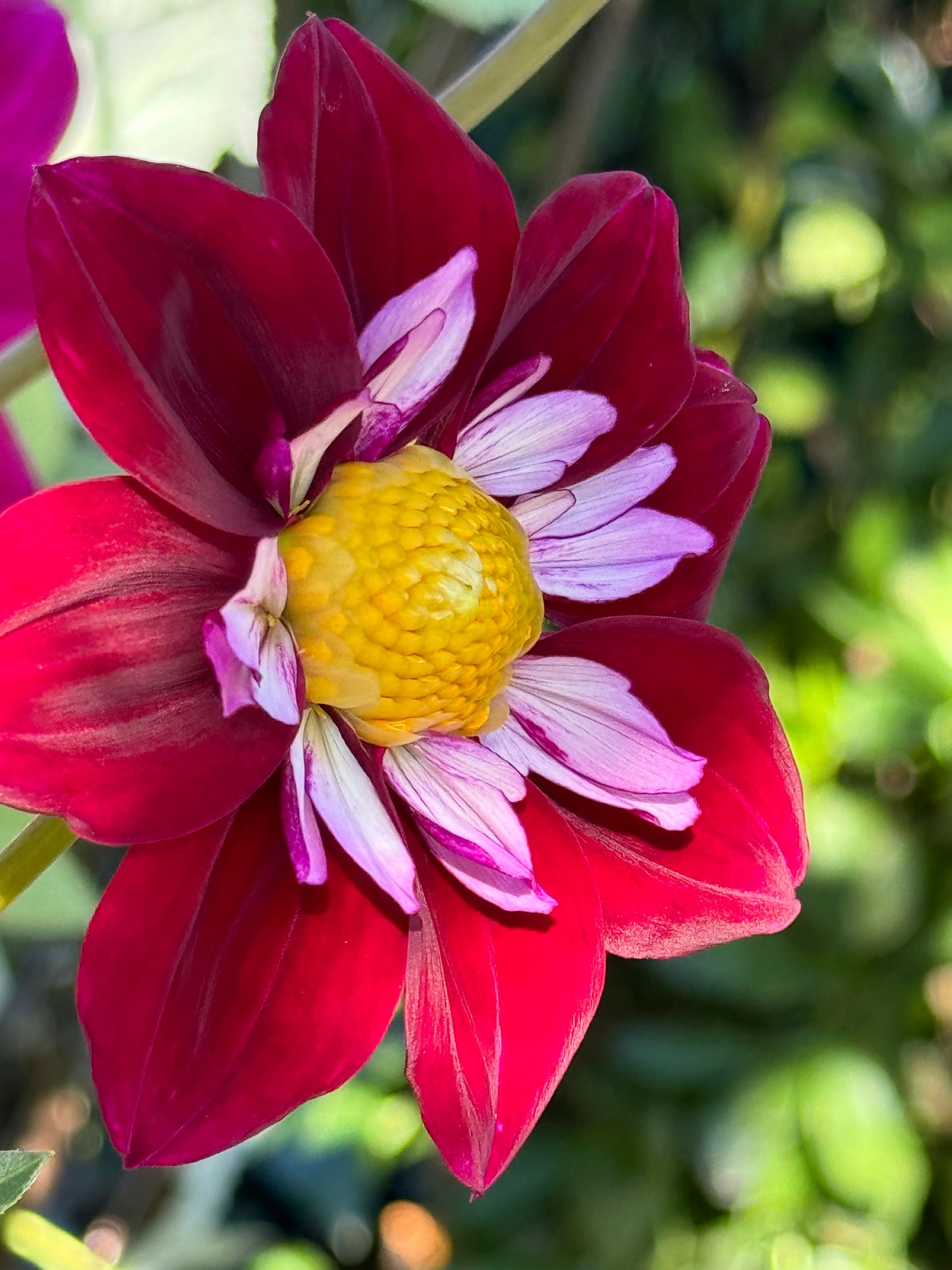 Eefje Dahlia