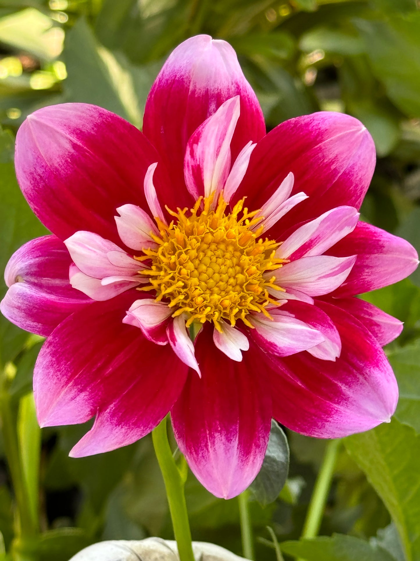 Double Trouble Dahlia