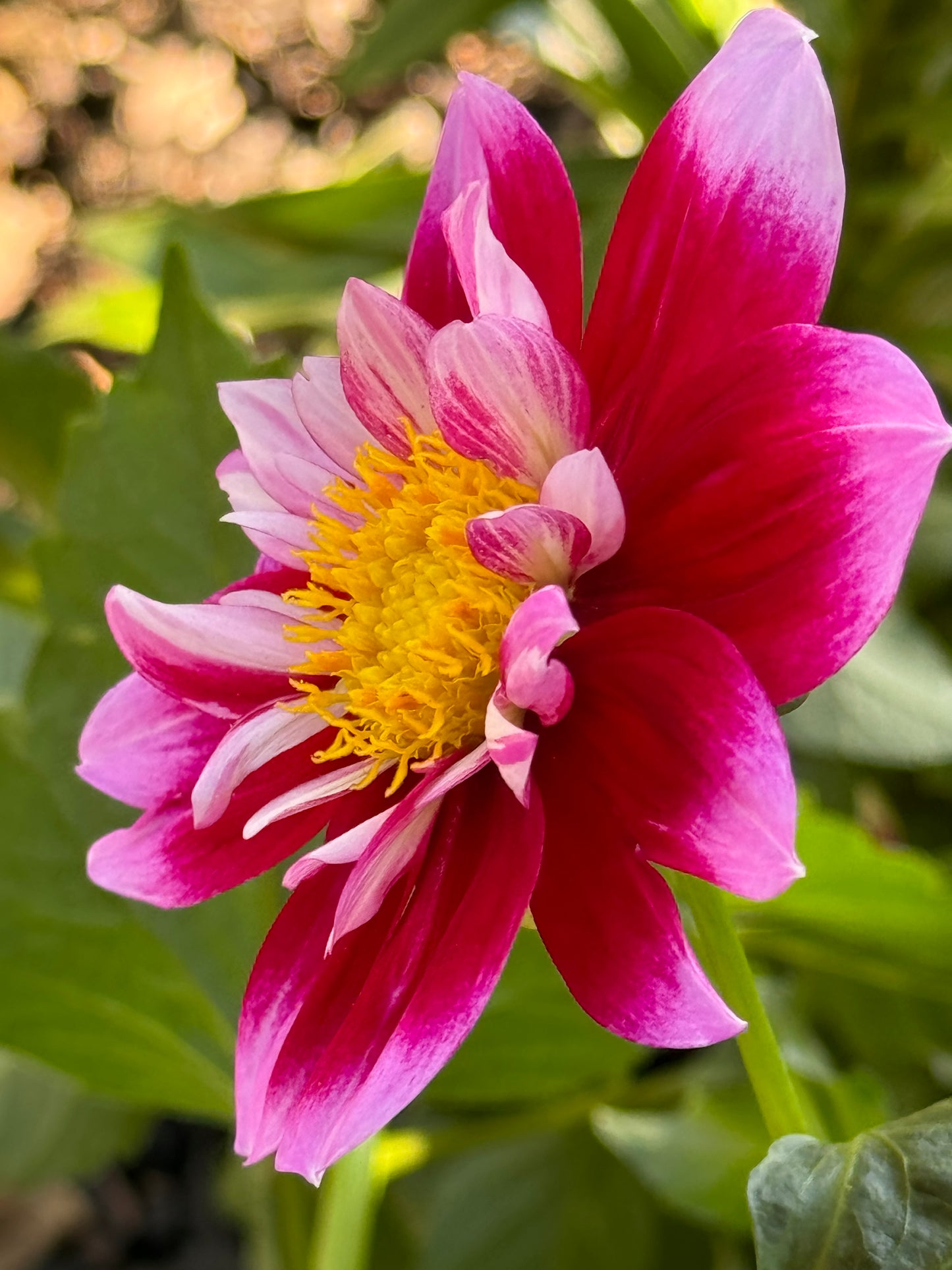 Double Trouble Dahlia