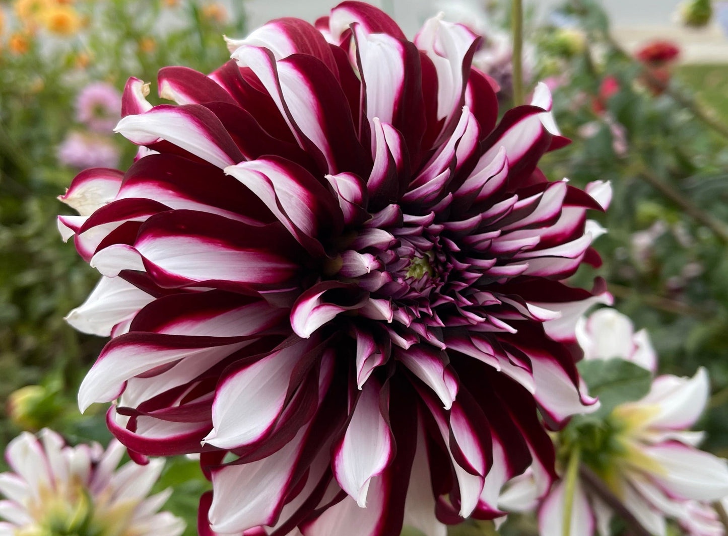 Tartan Dahlia