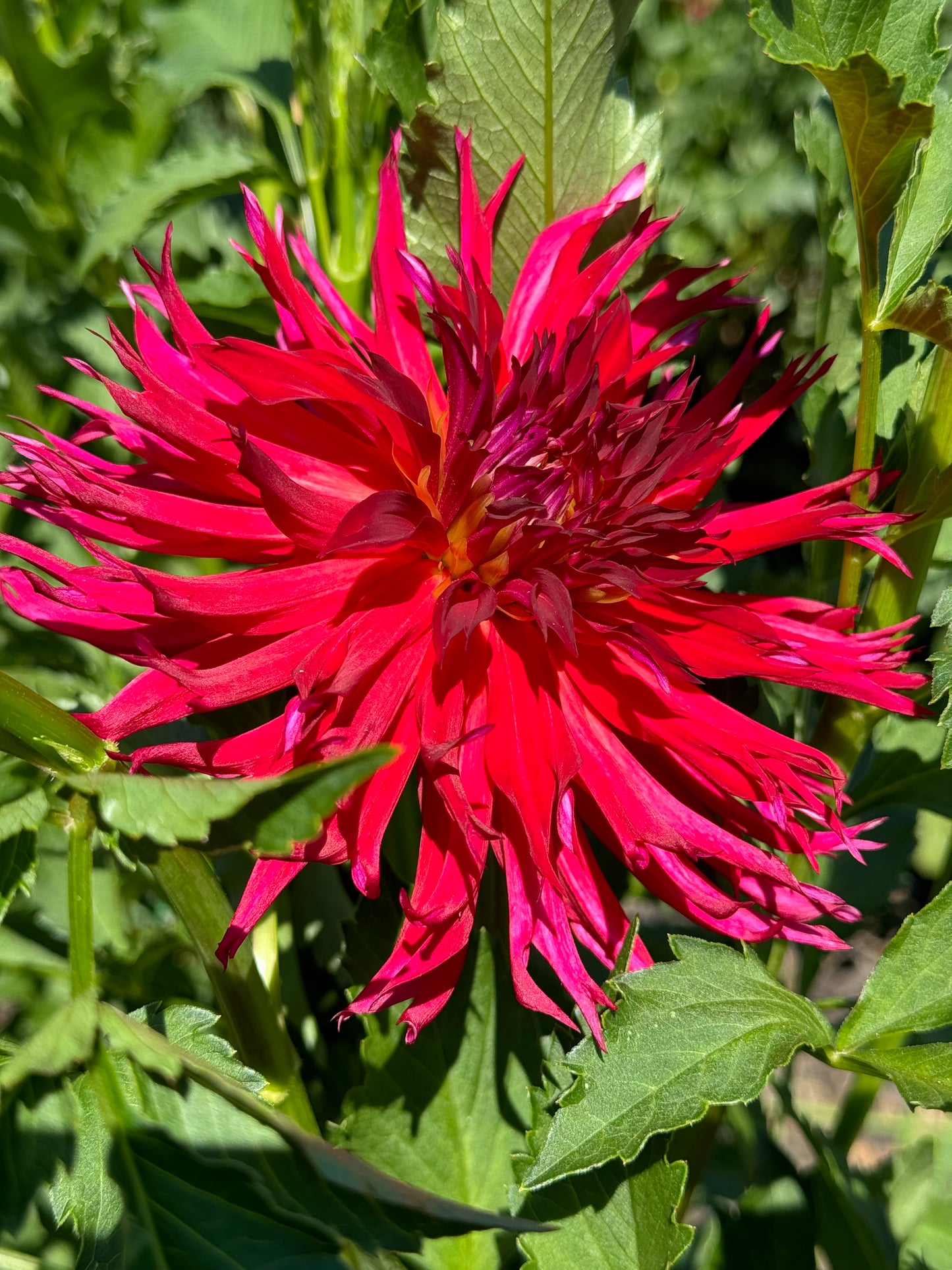 Bloomquist Harold Dahlia