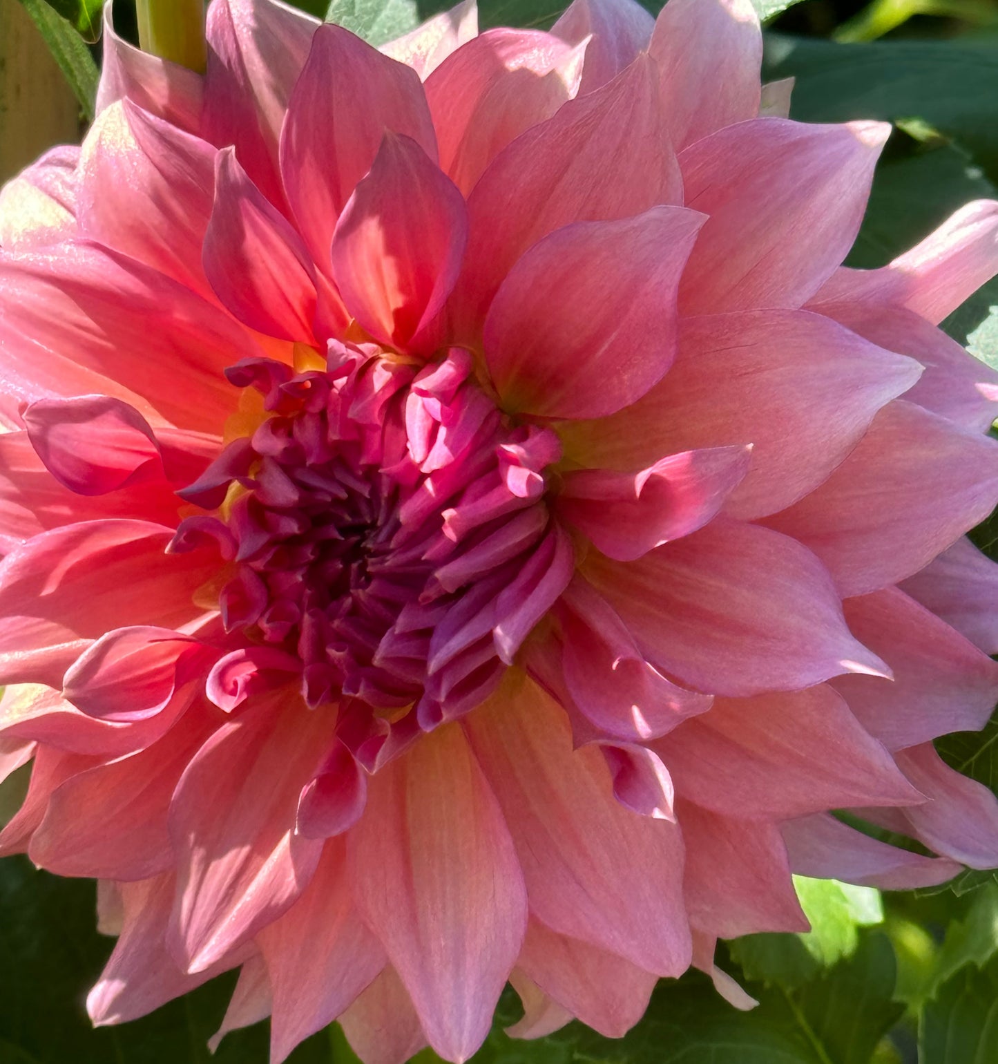 Wyn’s Pink Pearl Dahlia