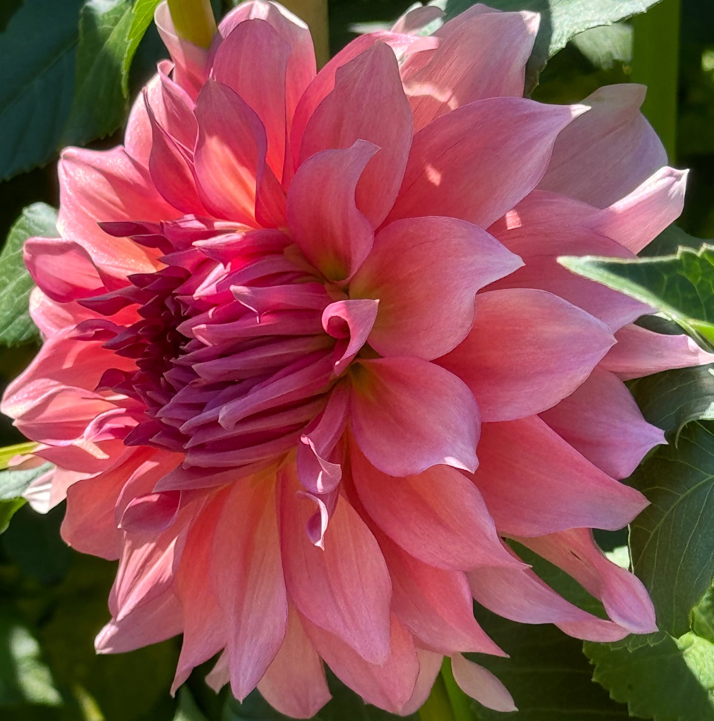 Wyn’s Pink Pearl Dahlia