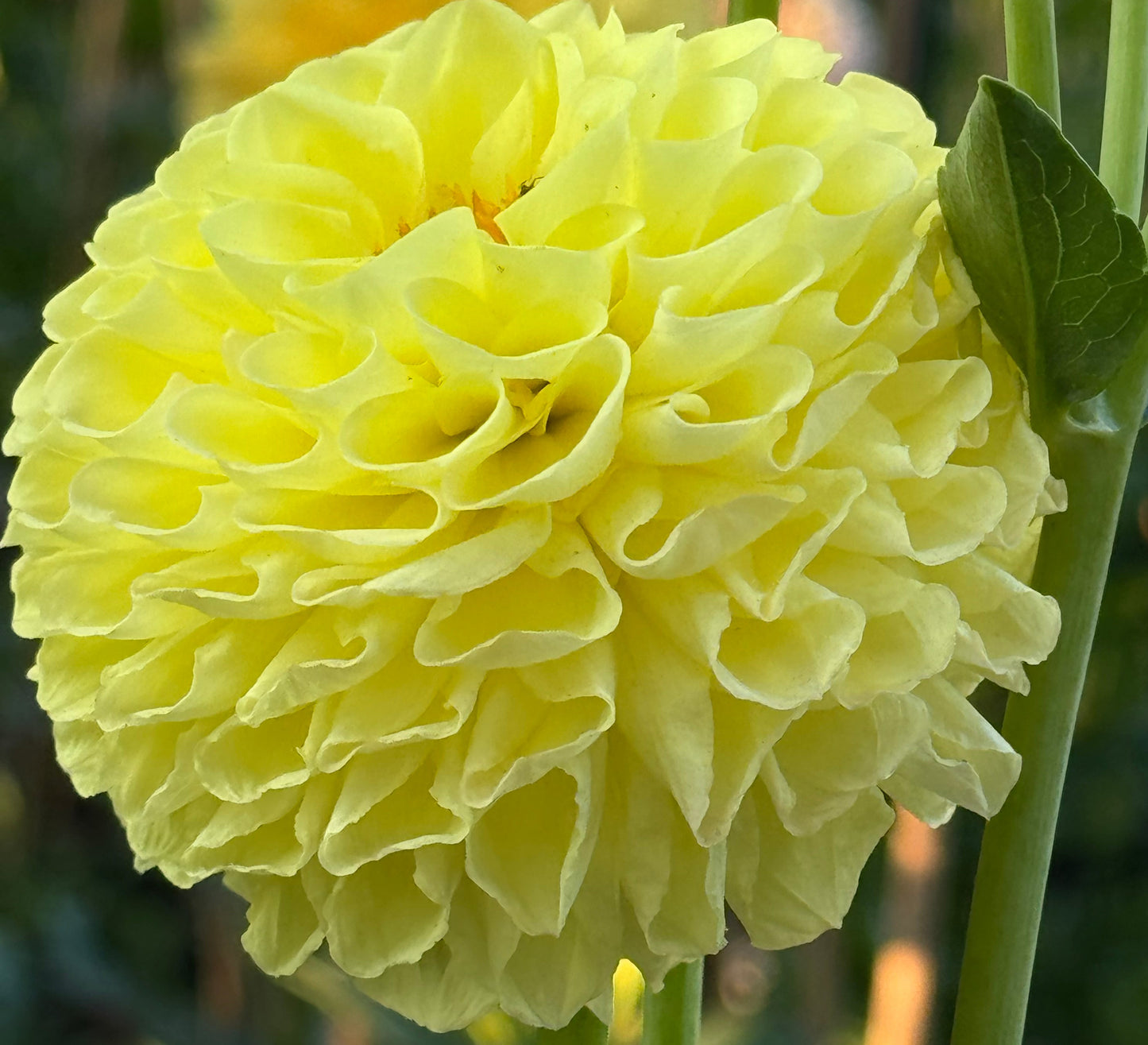 SB’s Sunny Dahlia