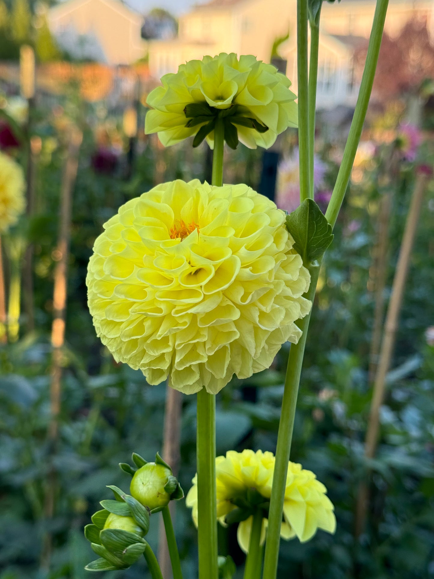 SB’s Sunny Dahlia