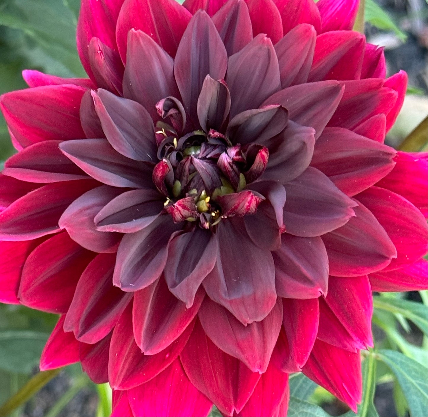 Sam Hopkins Dahlia