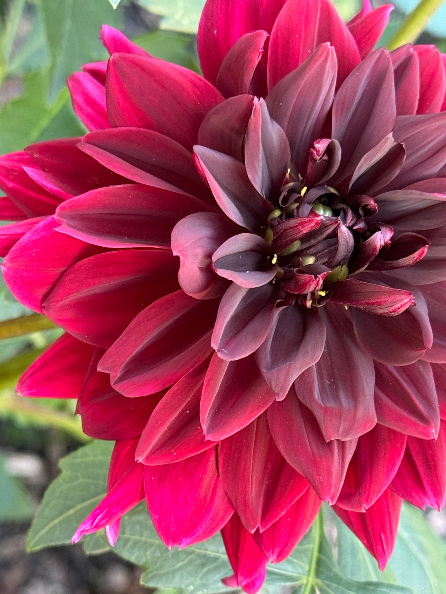 Sam Hopkins Dahlia