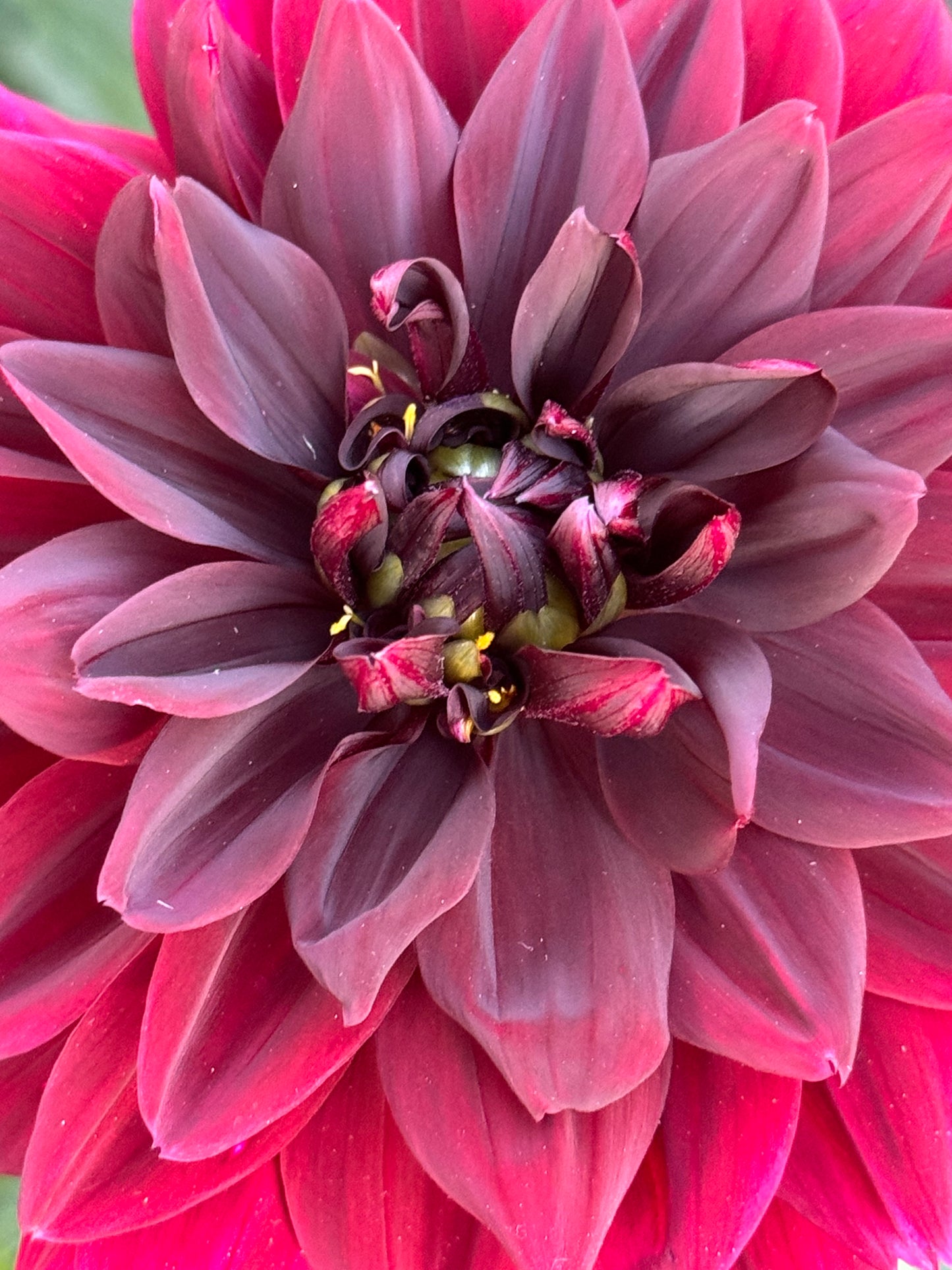 Sam Hopkins Dahlia