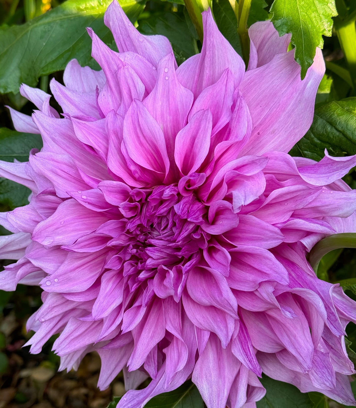 Pennsgift Dahlia