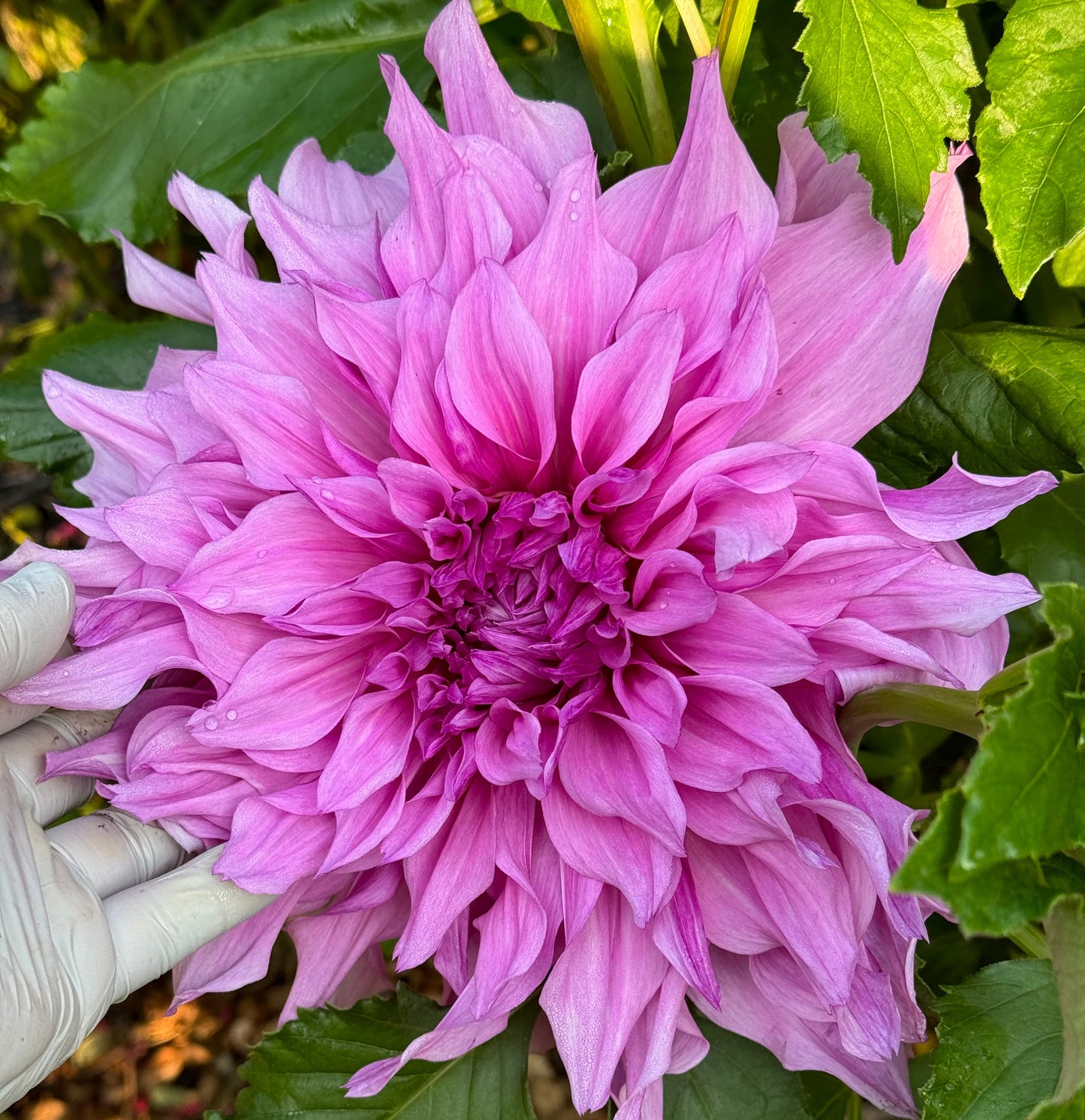 Pennsgift Dahlia