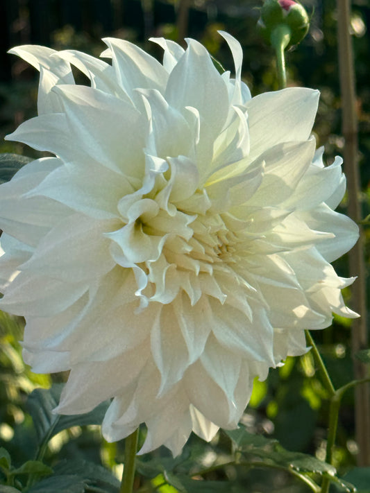 Yuukyu Dahlia