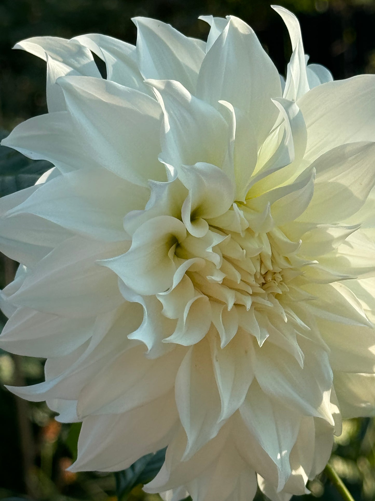 Yuukyu Dahlia