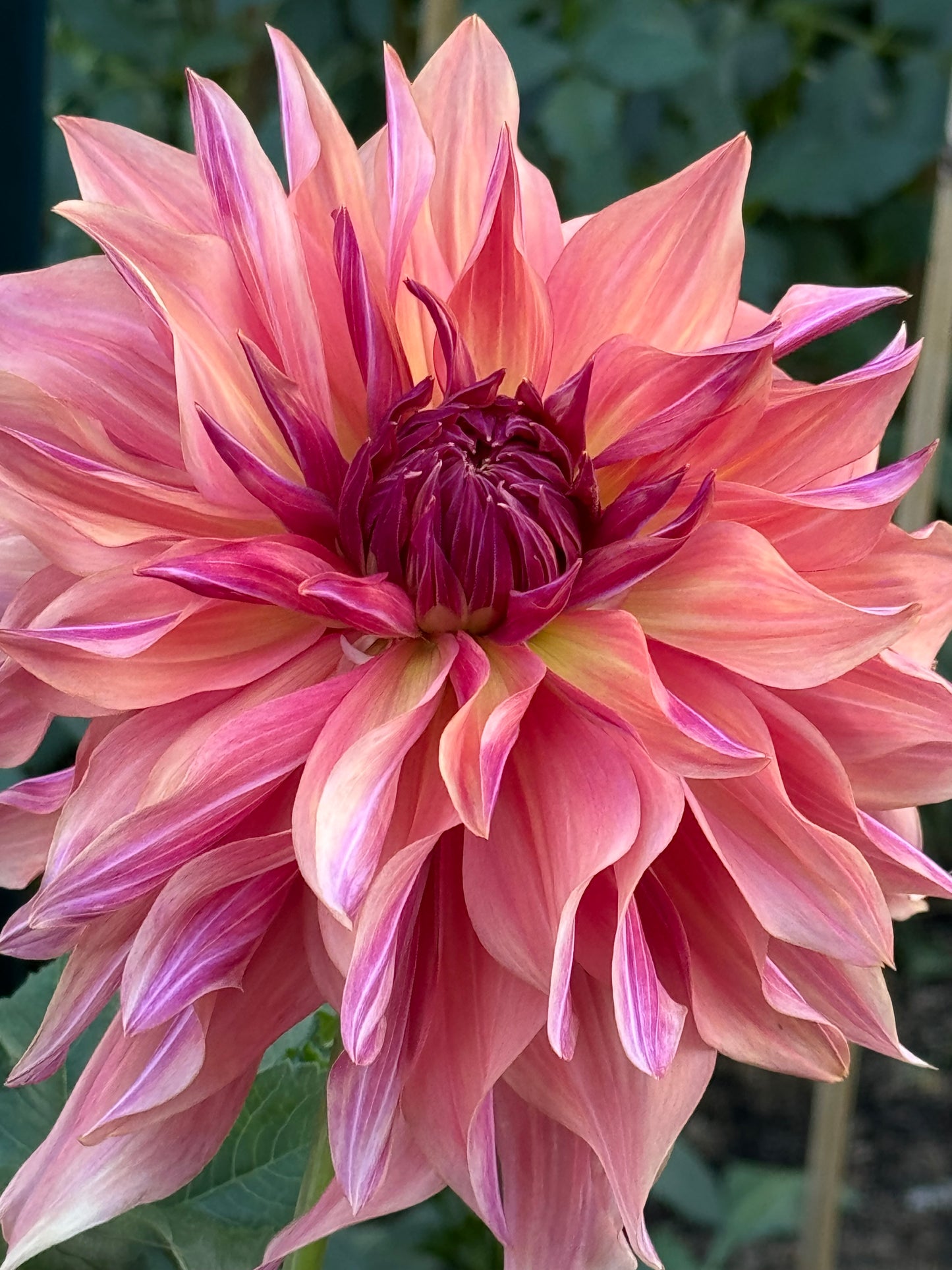 Wyn’s Pinking of You Dahlia