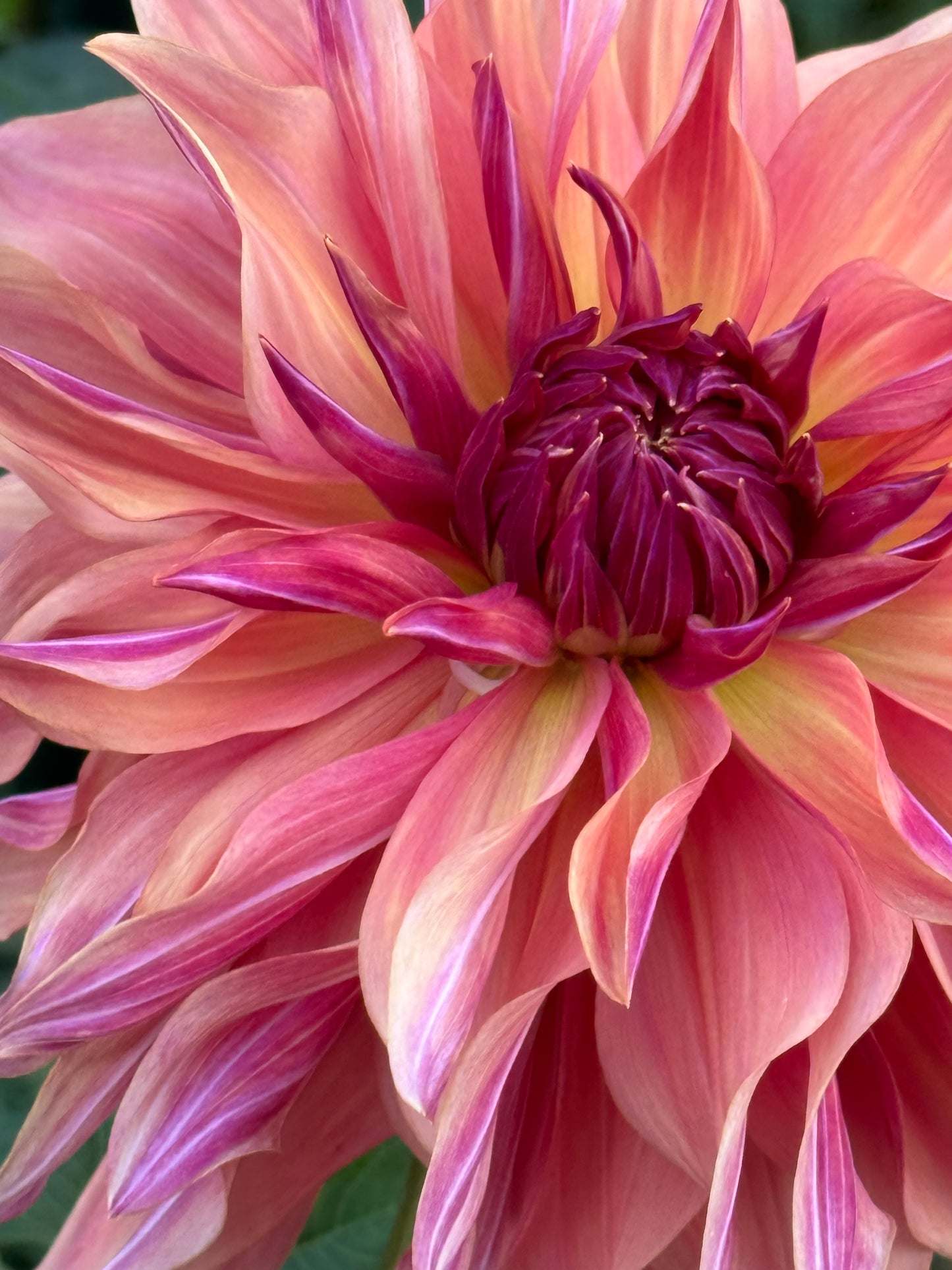 Wyn’s Pinking of You Dahlia