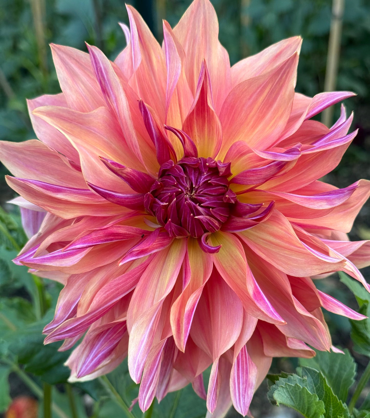 Wyn’s Pinking of You Dahlia