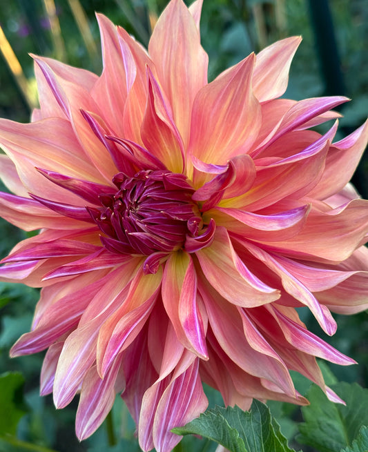 Wyn’s Pinking of You Dahlia