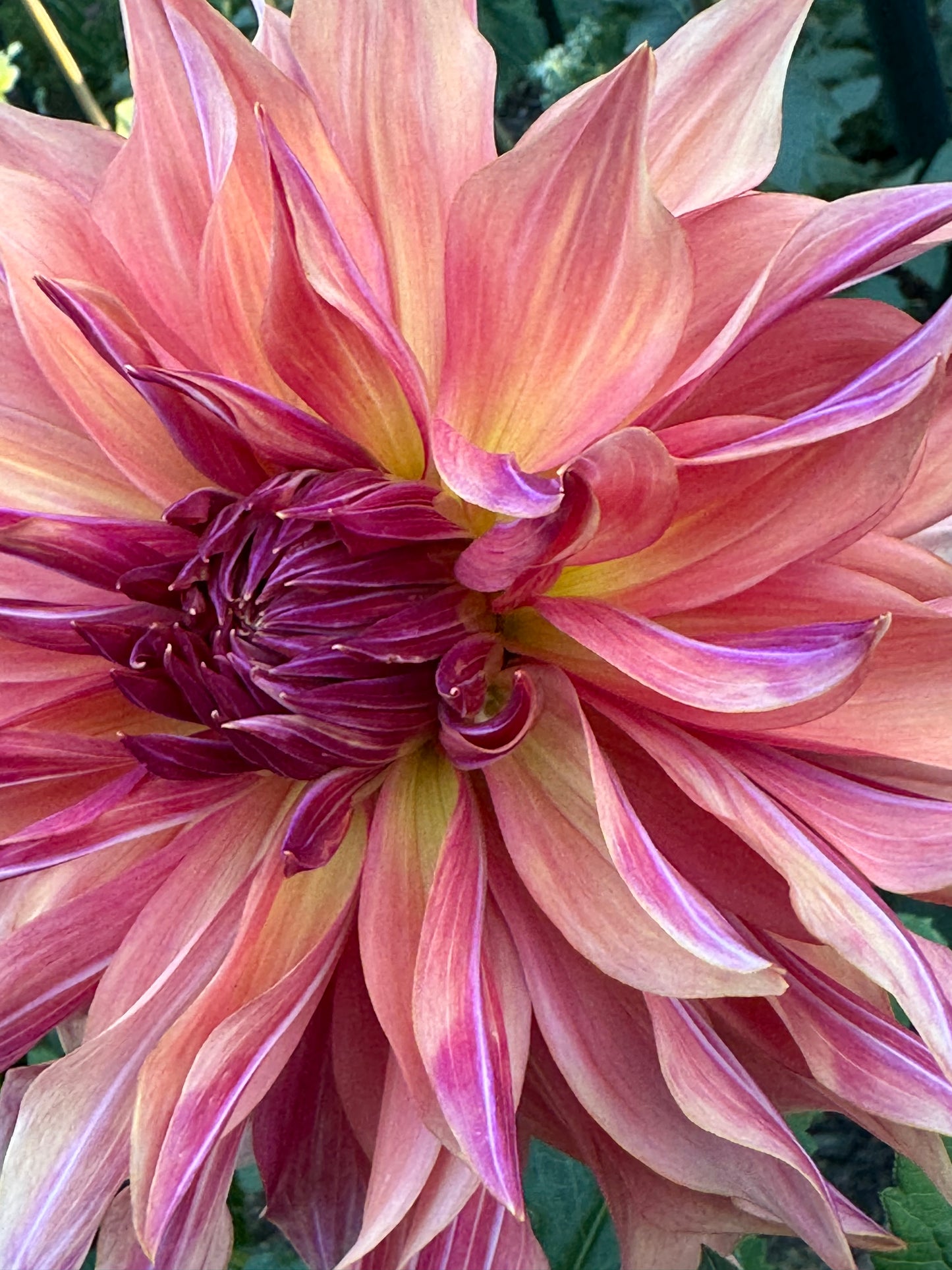 Wyn’s Pinking of You Dahlia