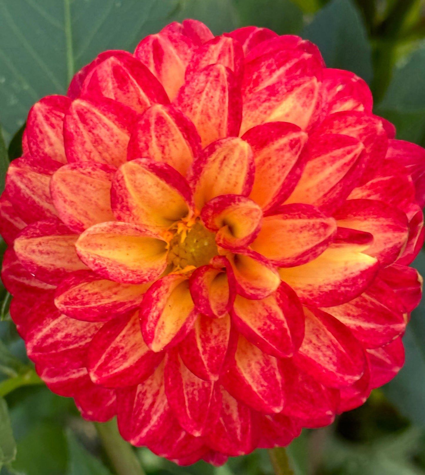 Tahoma Vivian Dahlia