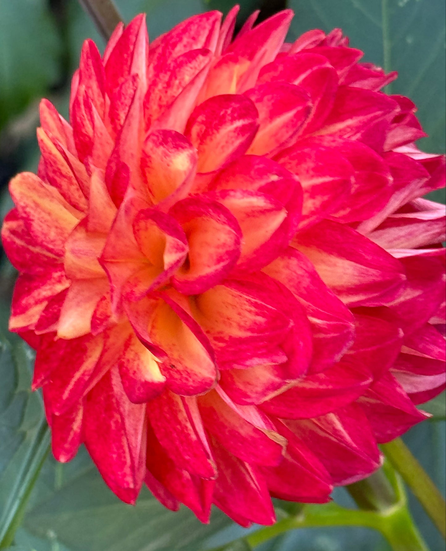 Tahoma Vivian Dahlia