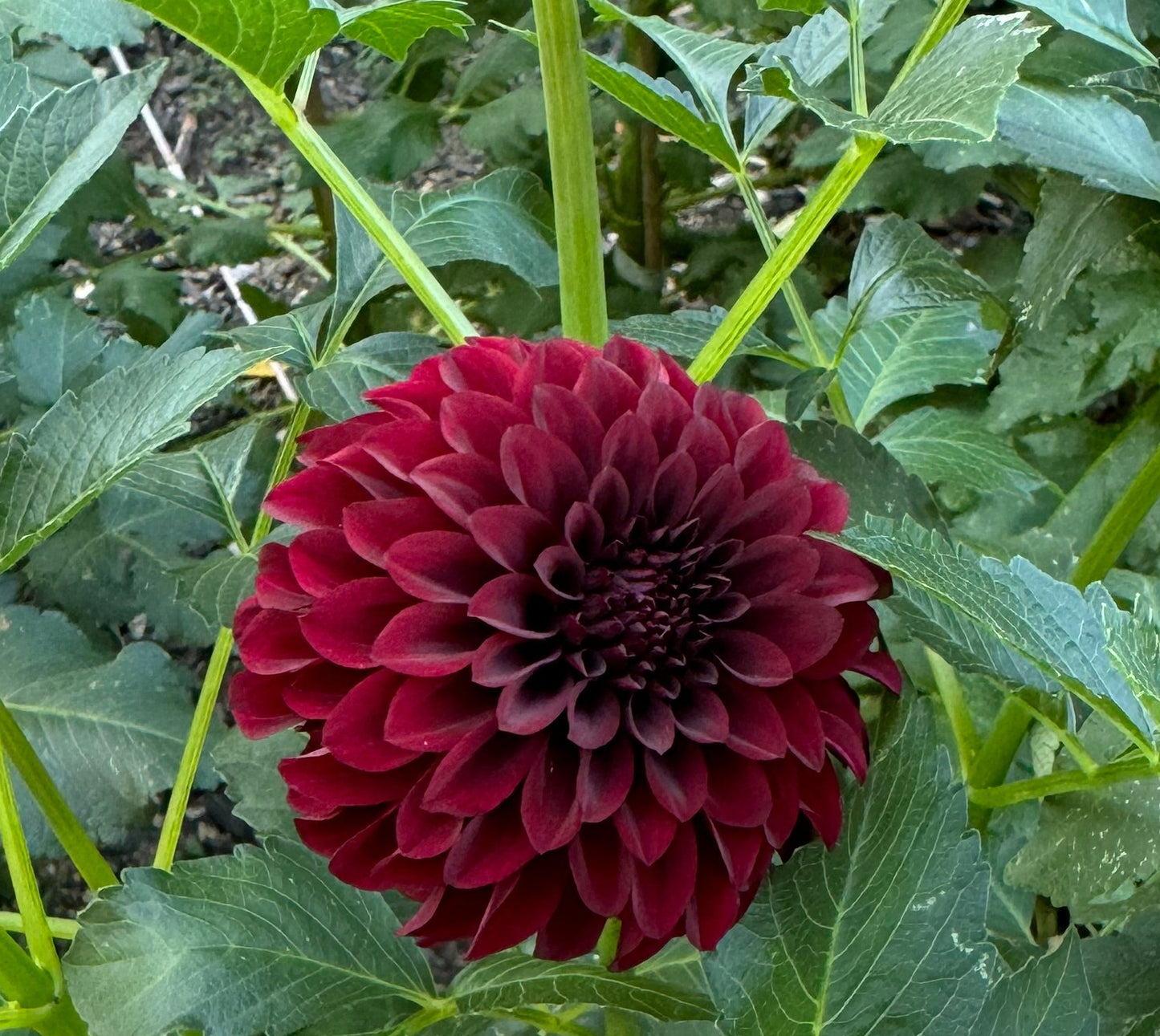 Fidalgo Blackie Dahlia