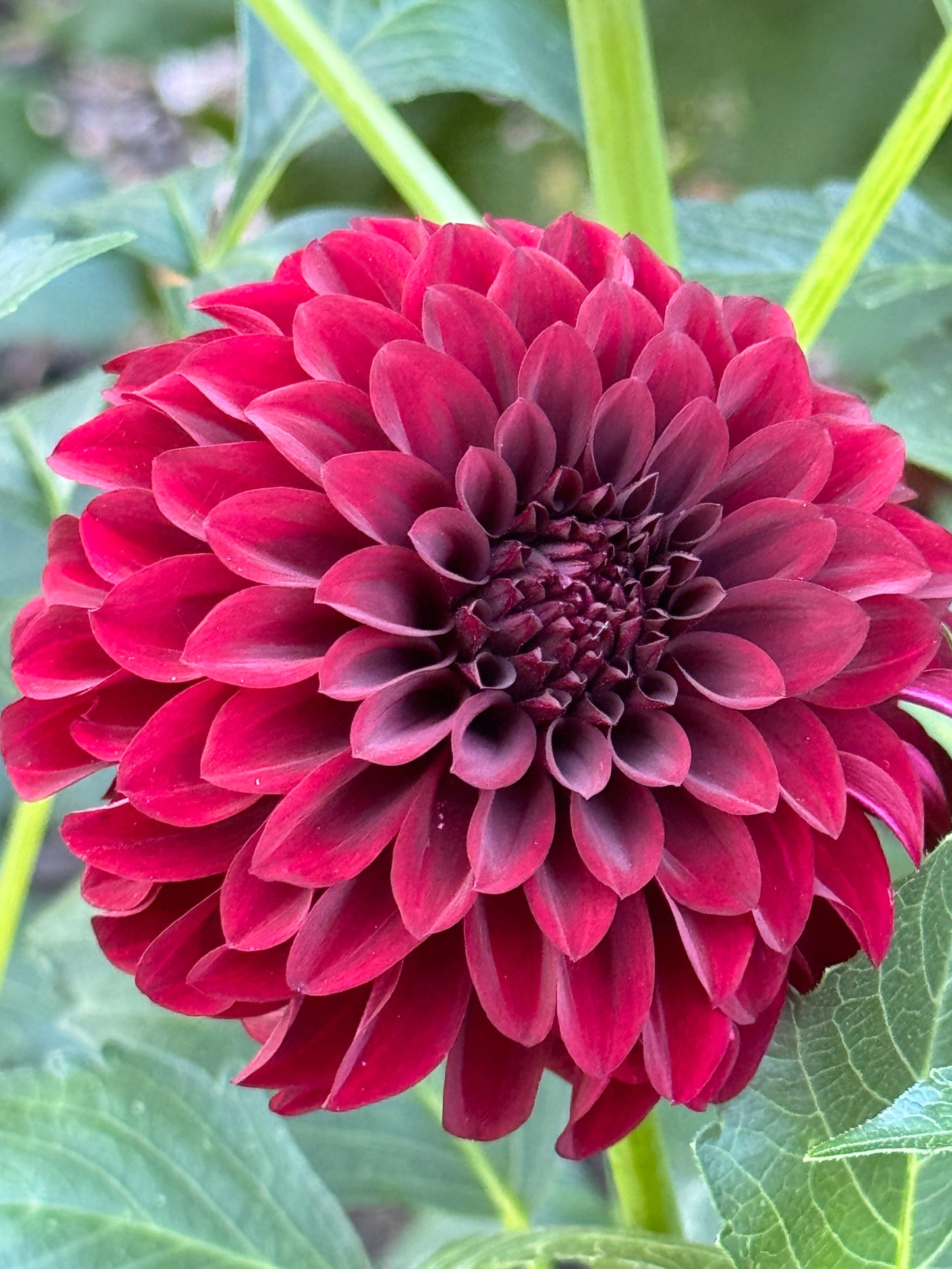 Fidalgo Blackie Dahlia