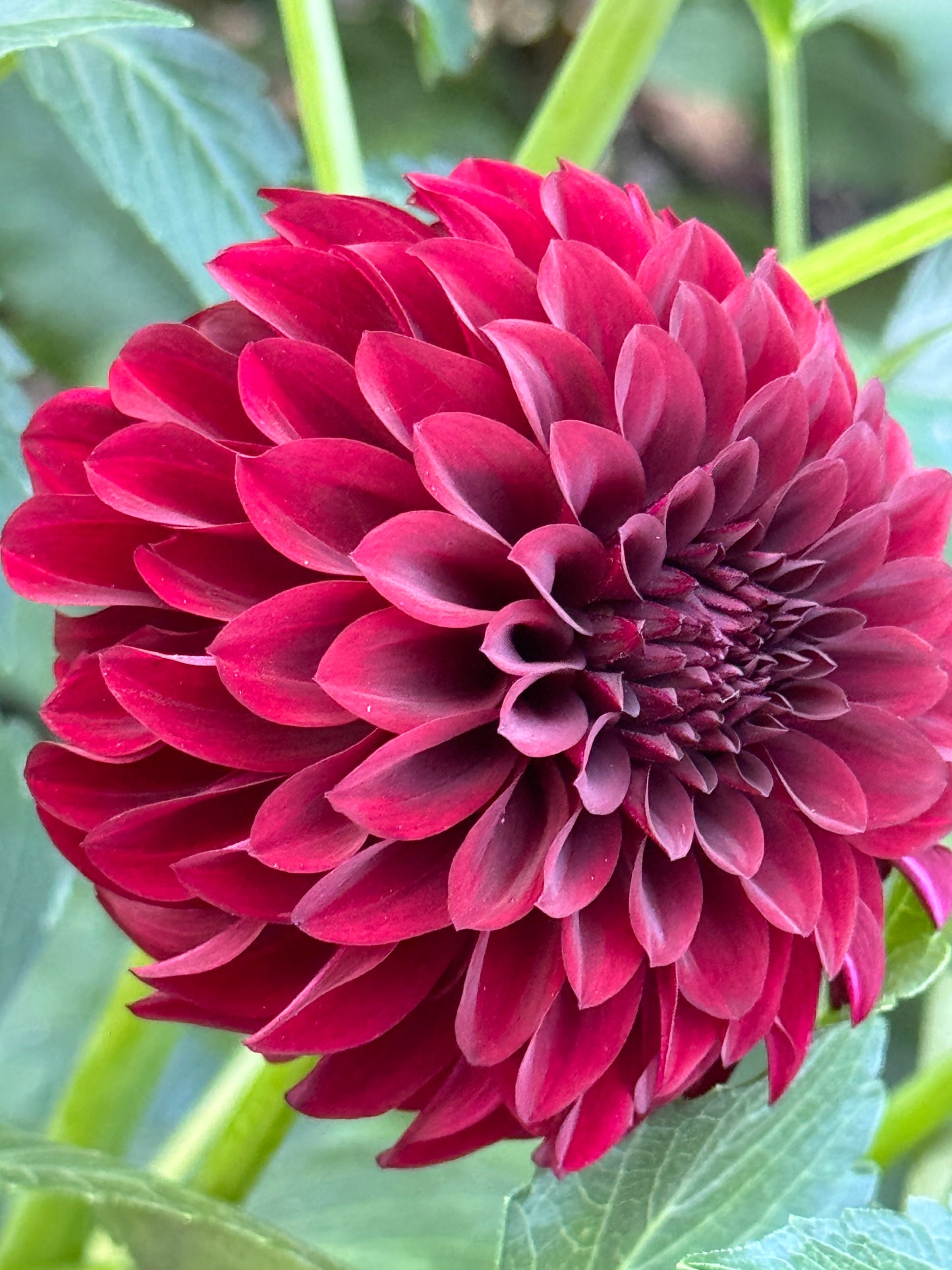 Fidalgo Blackie Dahlia