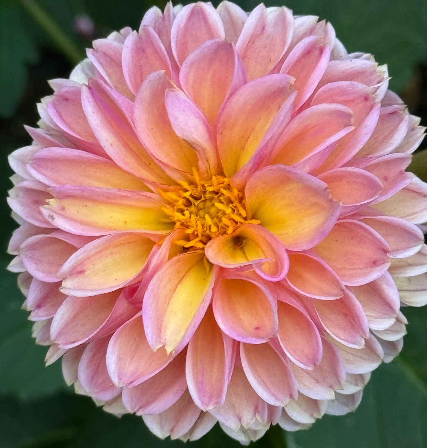 Snoho Freckles Dahlia