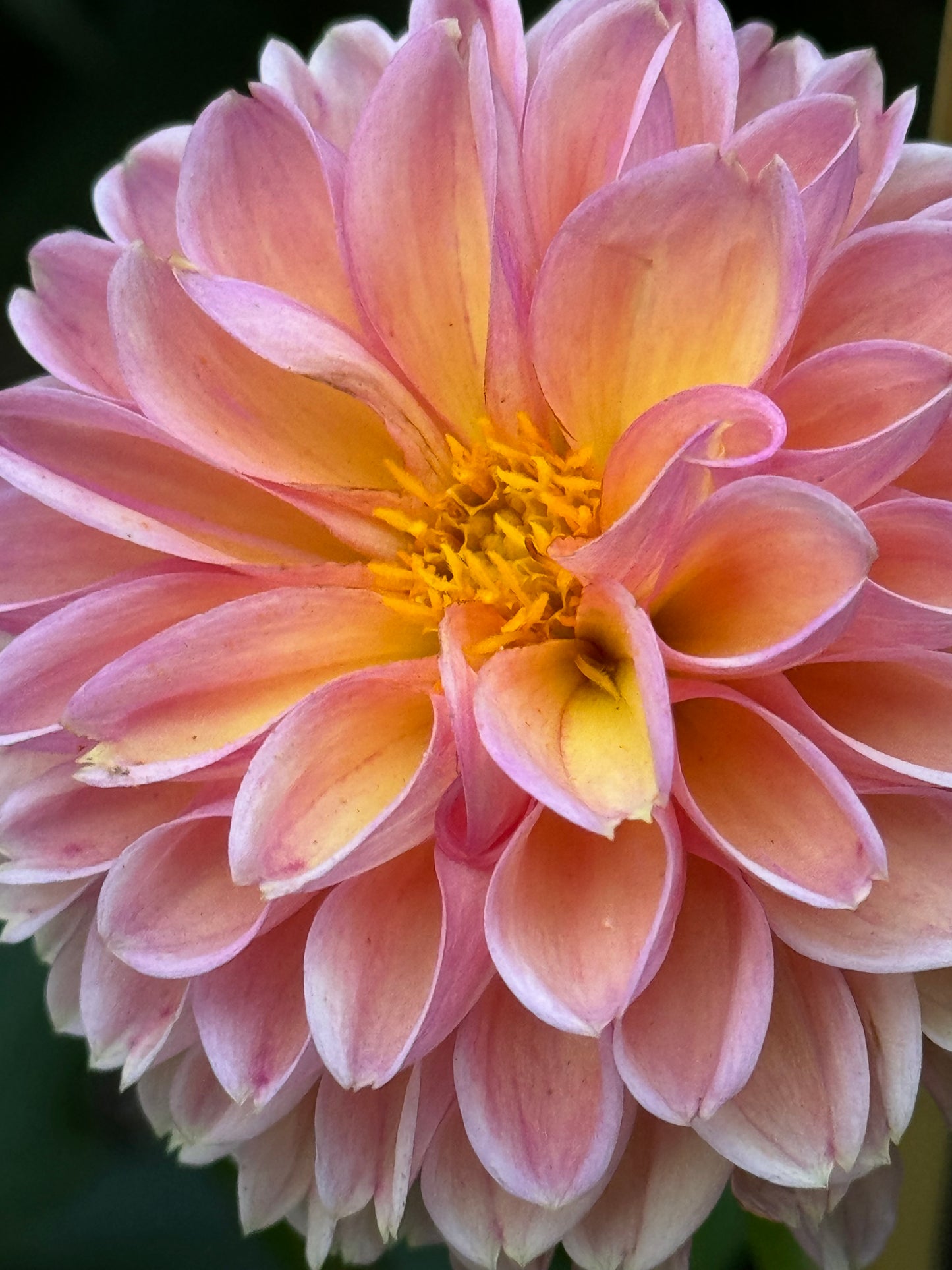 Snoho Freckles Dahlia