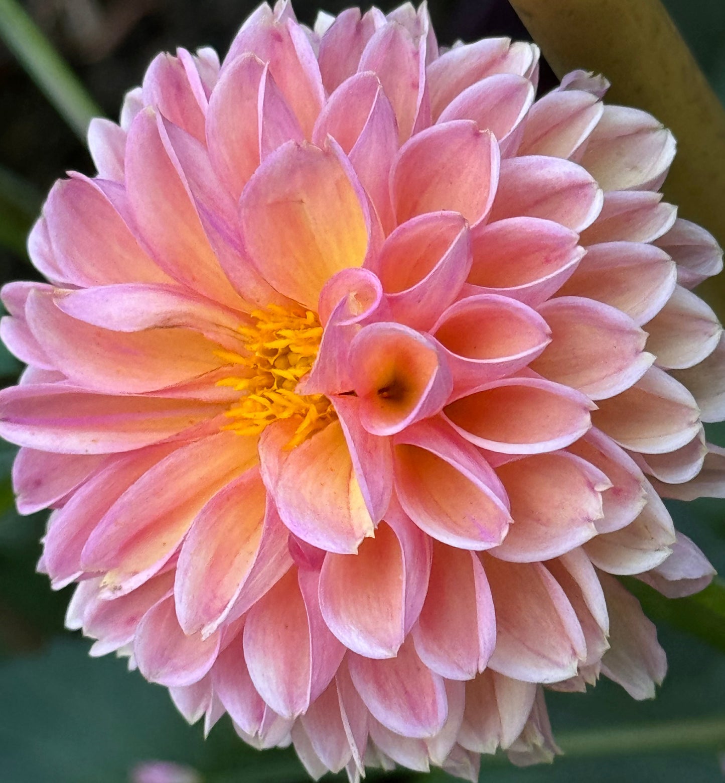 Snoho Freckles Dahlia