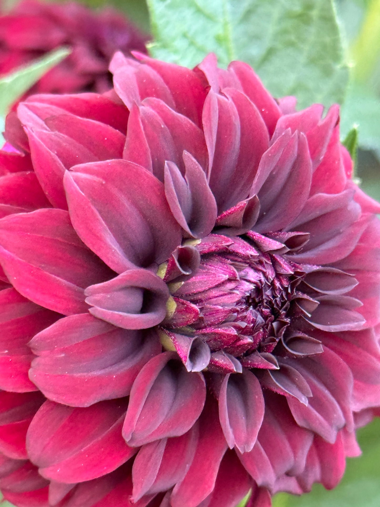 Fitzy’s Dark Angel Dahlia