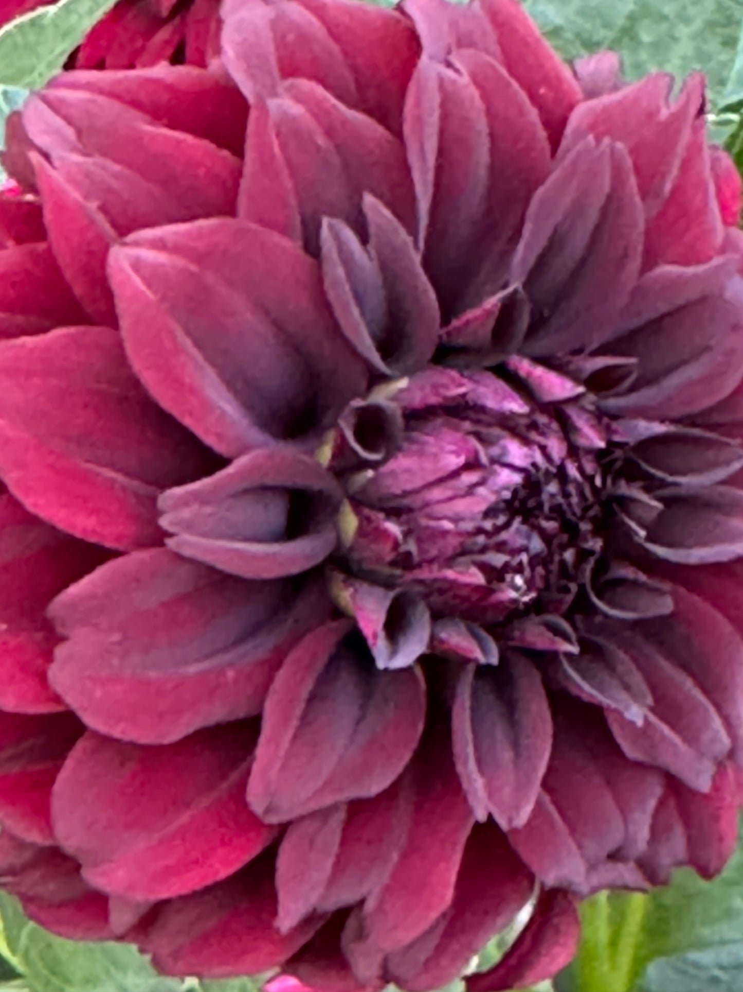 Fitzy’s Dark Angel Dahlia